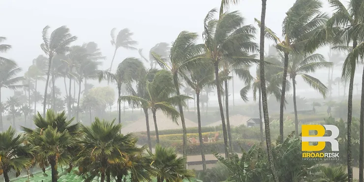 Cyclone Insurance. Palm Trees when a cyclone is going through